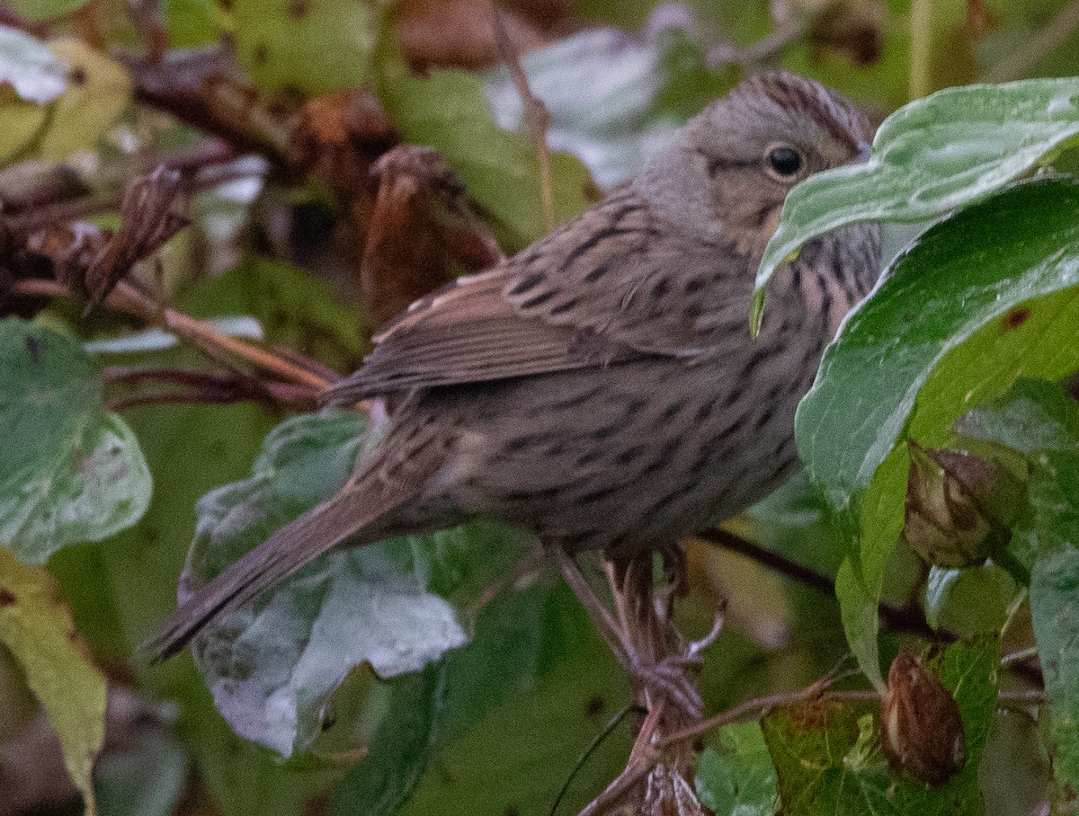 Lincoln's Sparrow - ML609335208