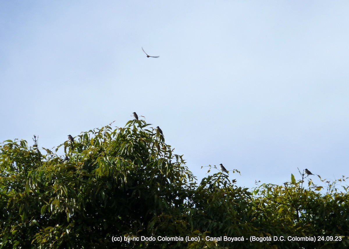 Eastern Kingbird - ML609335230