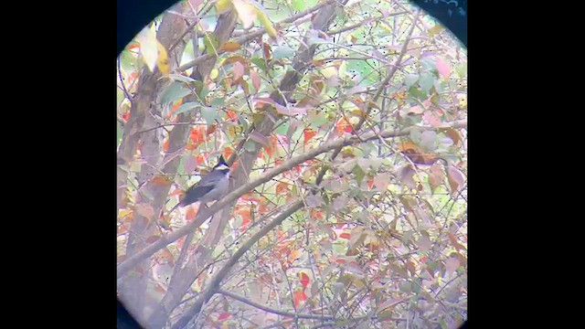 Black-crested Finch - ML609335252