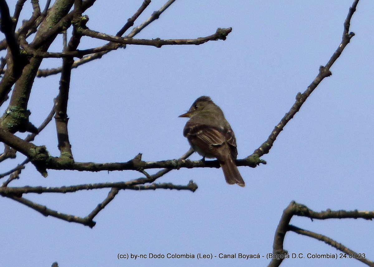 Eastern Wood-Pewee - ML609335294