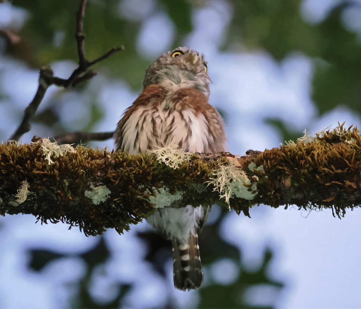 Northern Pygmy-Owl - ML609335308
