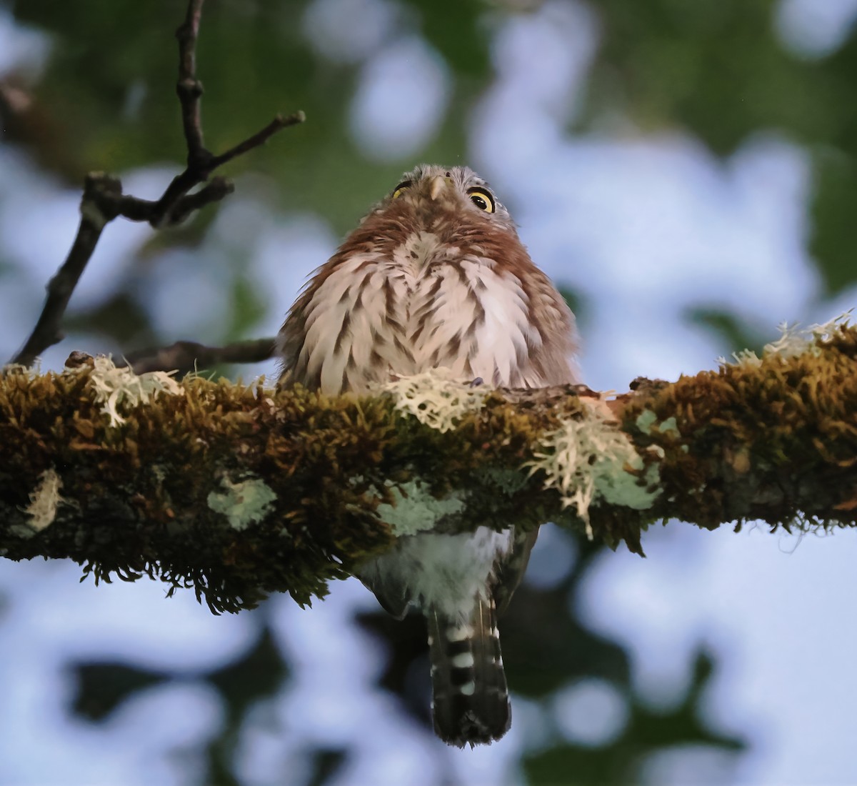 Northern Pygmy-Owl - ML609335309