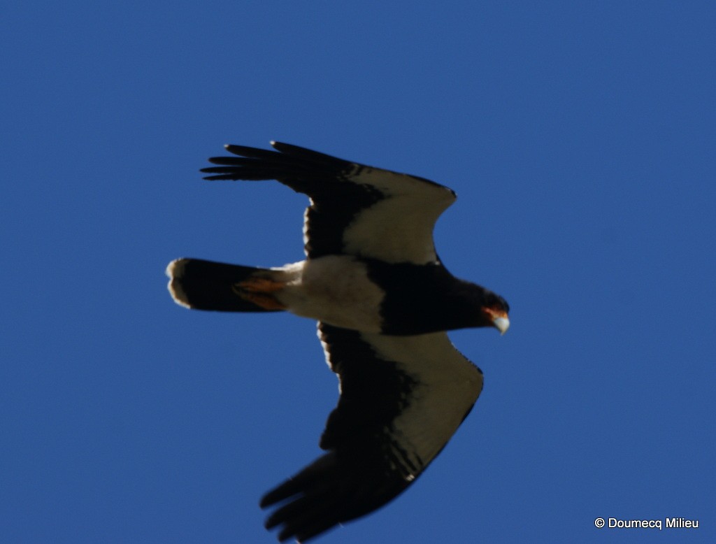 Mountain Caracara - Ricardo  Doumecq Milieu