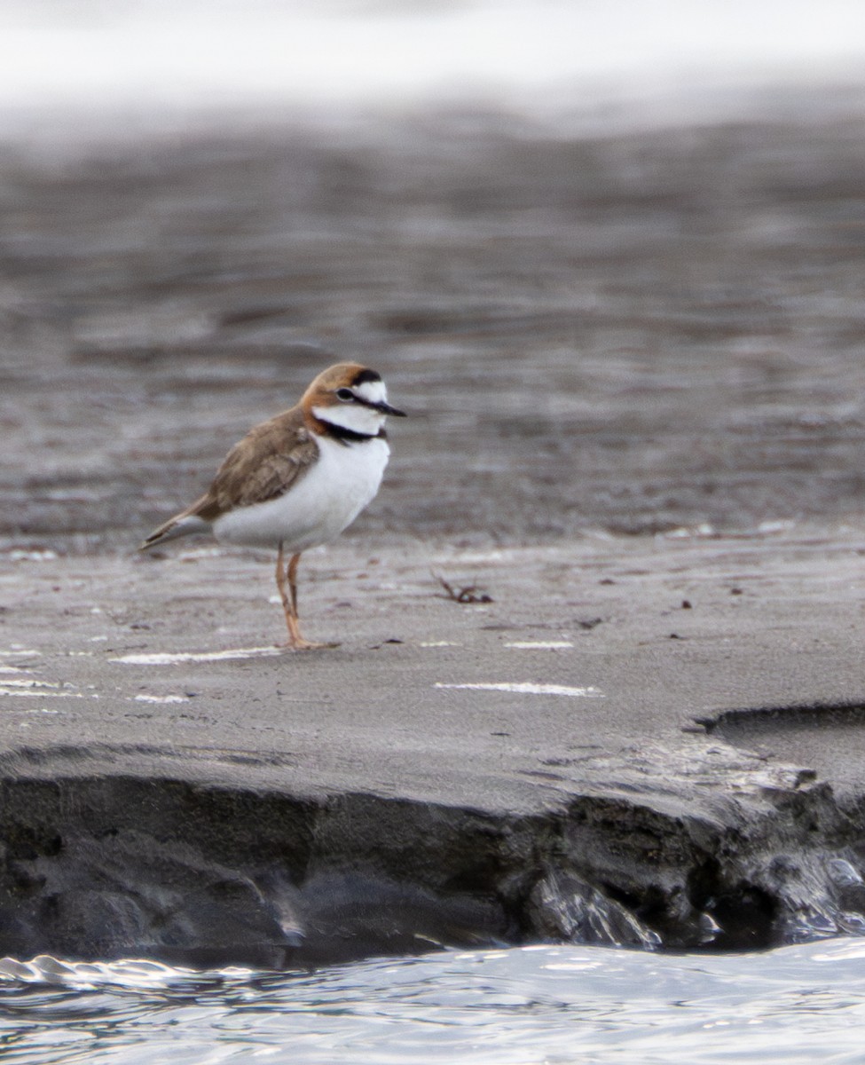 Collared Plover - ML609335322