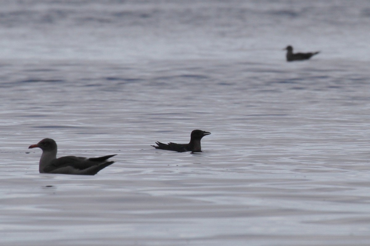 Rhinoceros Auklet - ML609335335