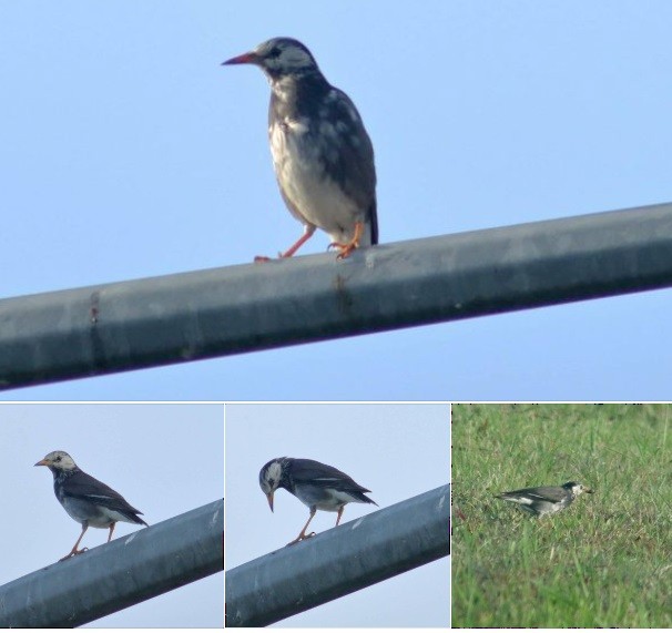 White-cheeked Starling - ML609335371