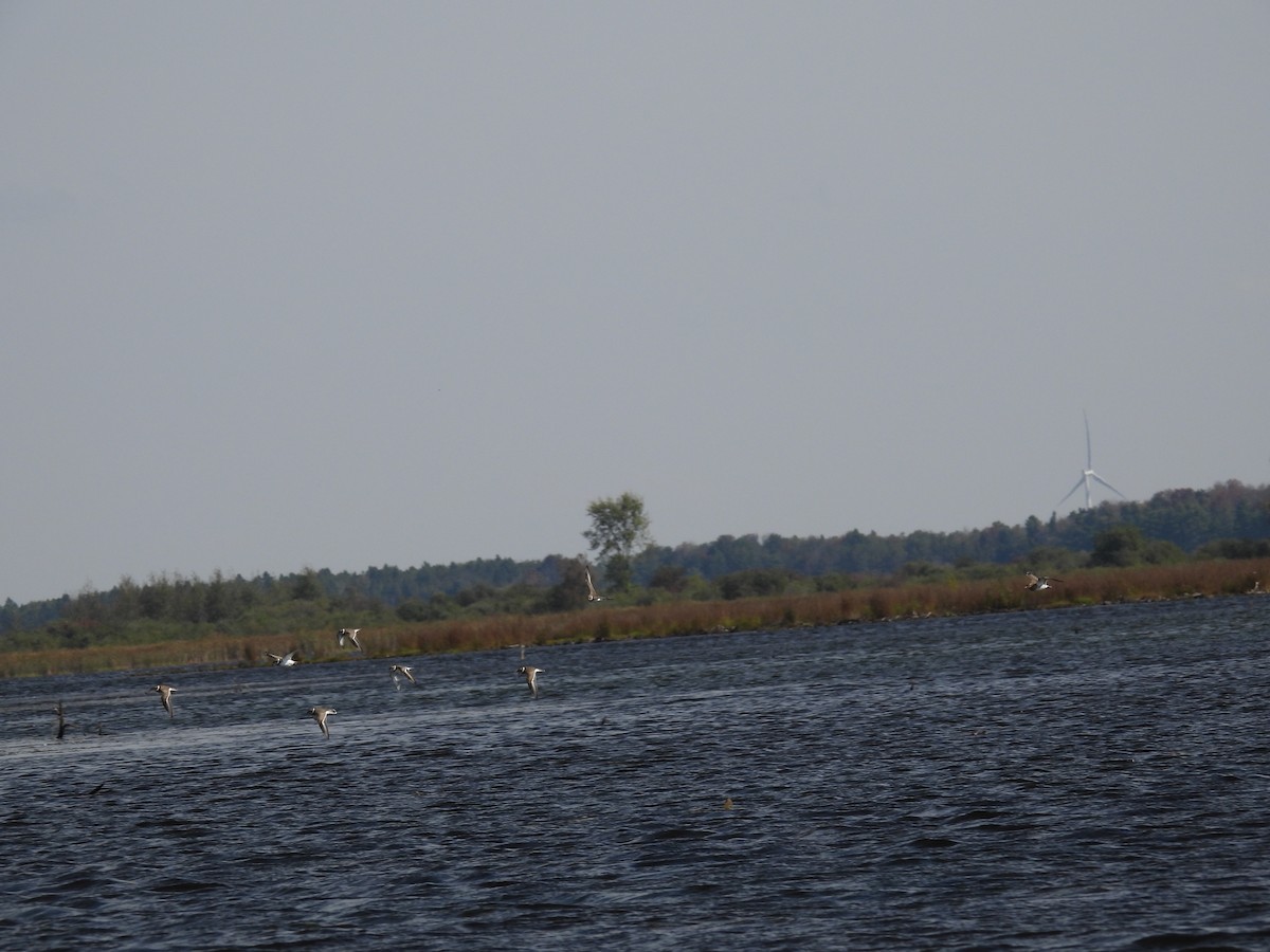 Semipalmated Plover - ML609335428