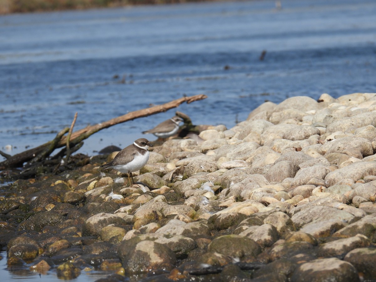 Semipalmated Plover - ML609335430