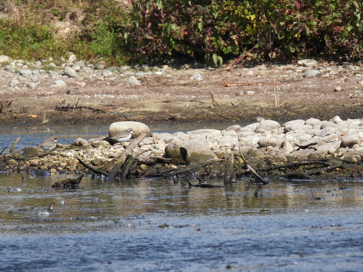 Semipalmated Plover - ML609335431