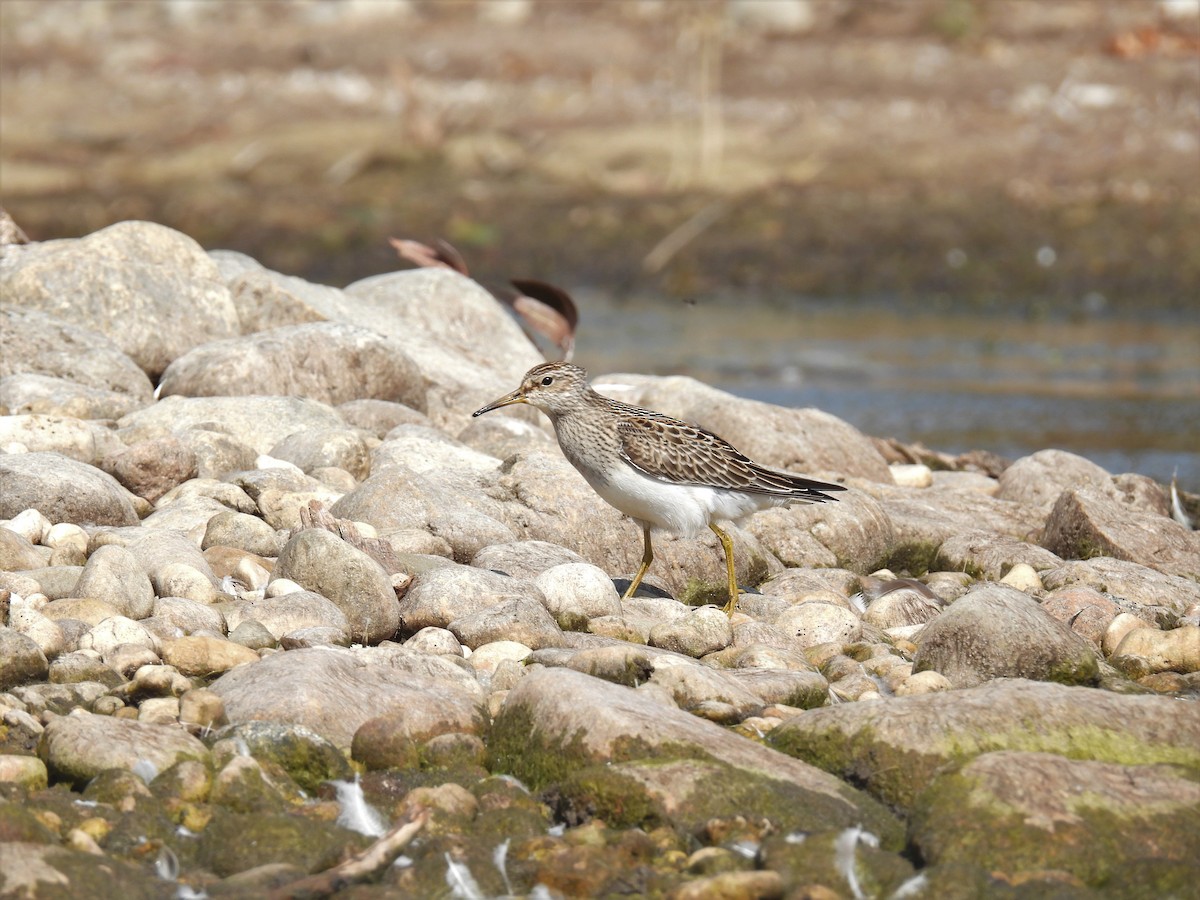 Graubrust-Strandläufer - ML609335445