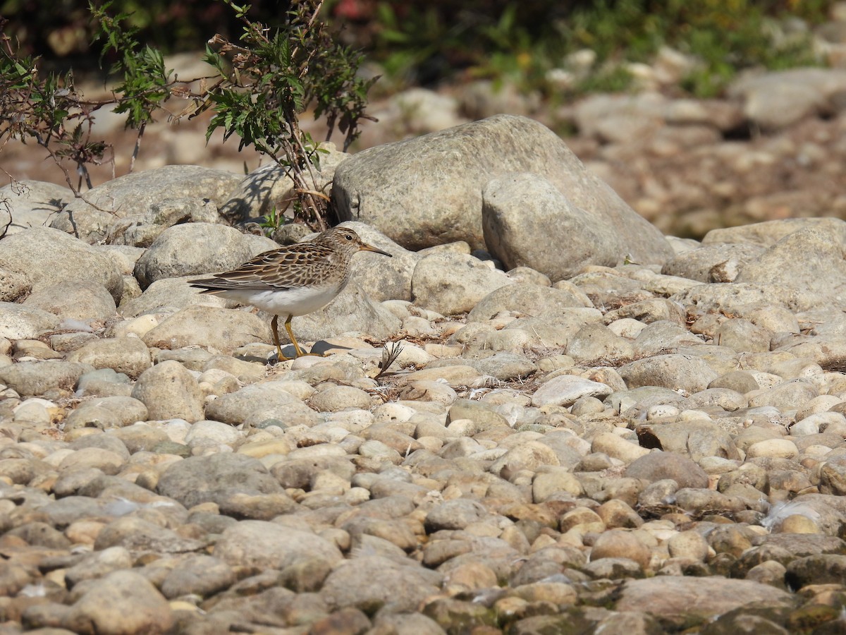 Pectoral Sandpiper - ML609335447