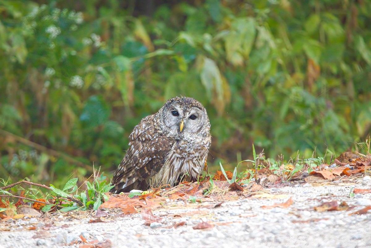 Barred Owl - ML609335502