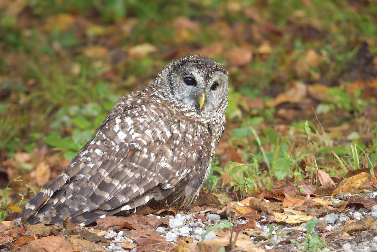 Barred Owl - ML609335503