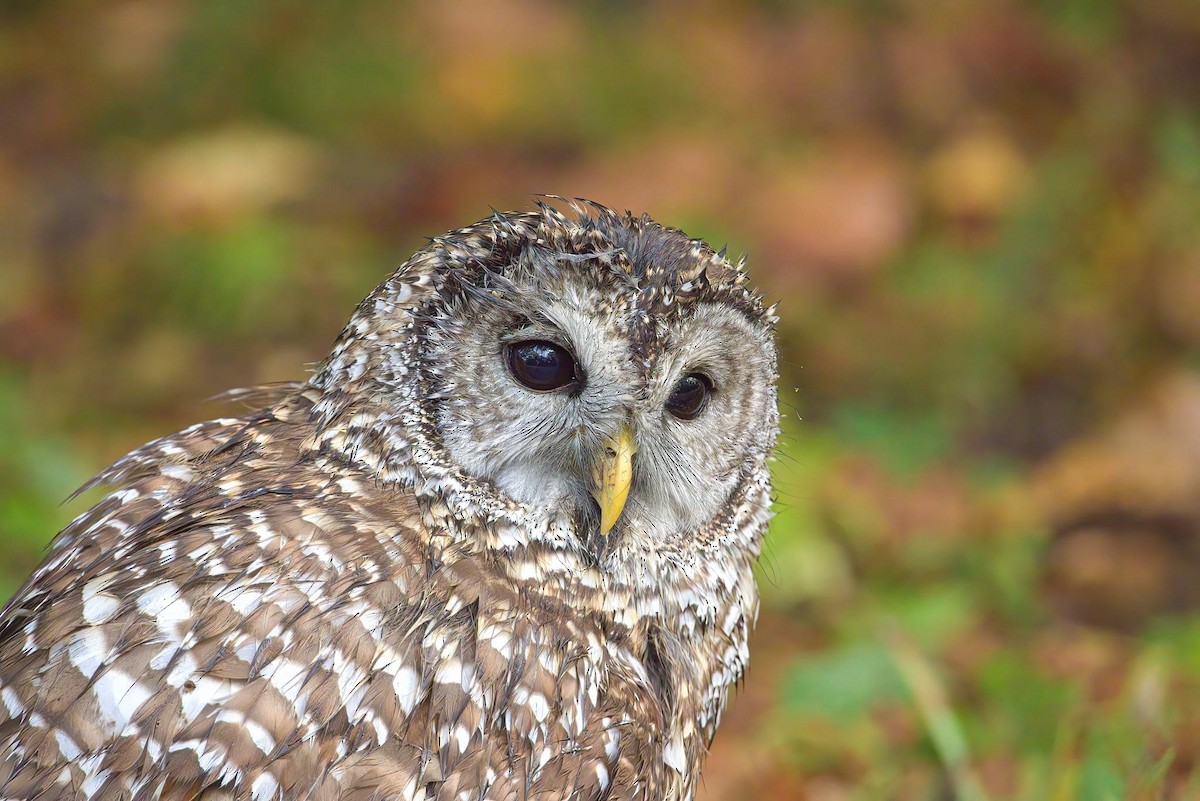 Barred Owl - ML609335504