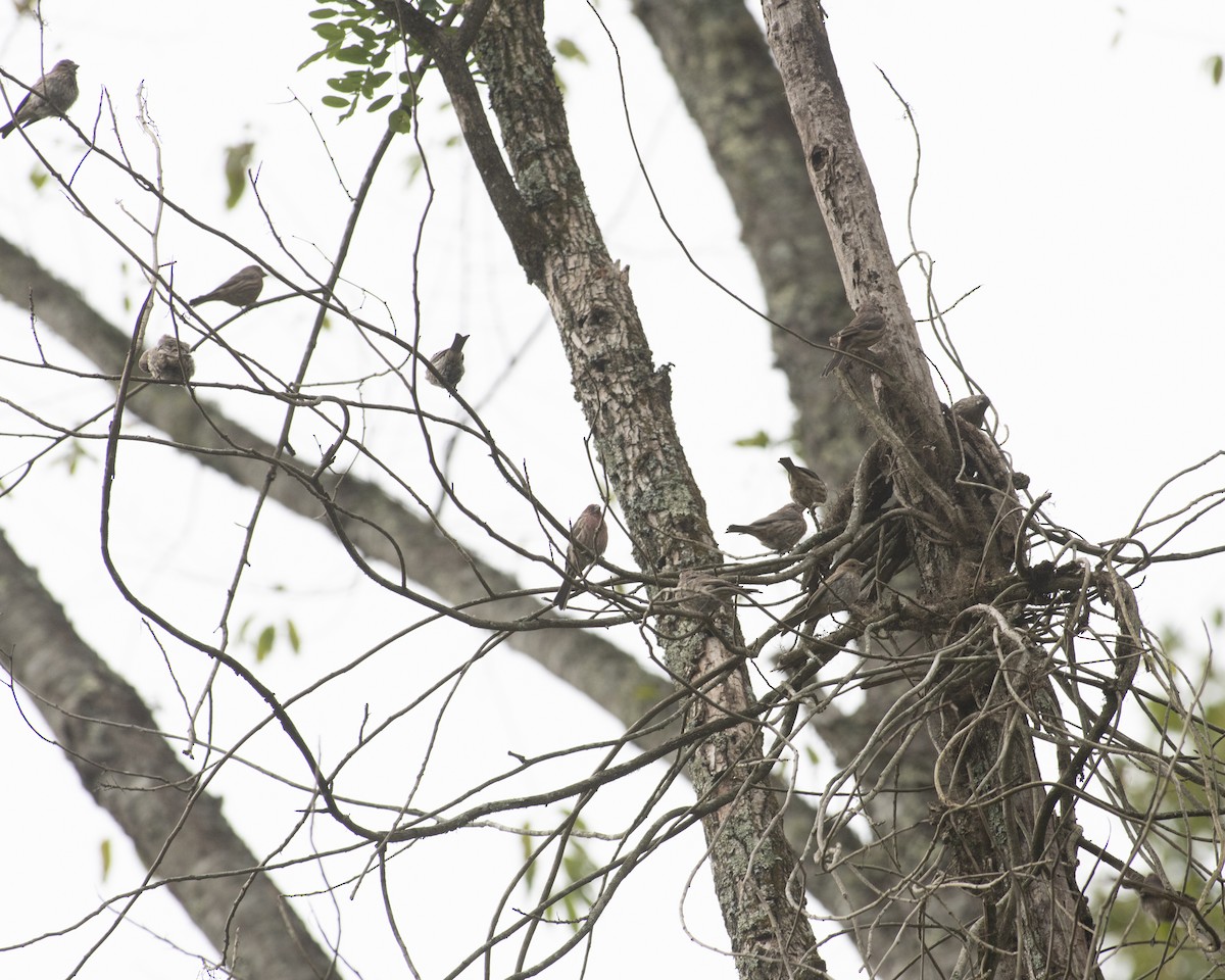 House Finch - ML609335536