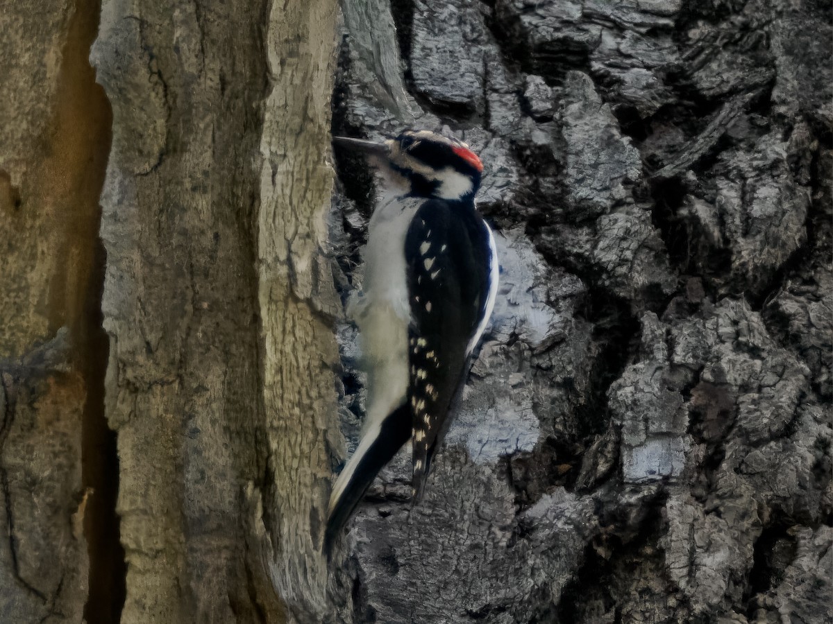 Hairy Woodpecker - ML609335548