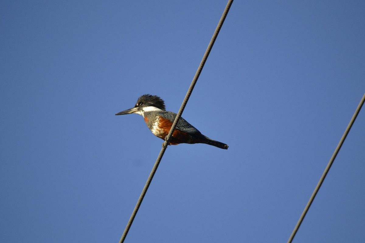 Ringed Kingfisher - ML609335615