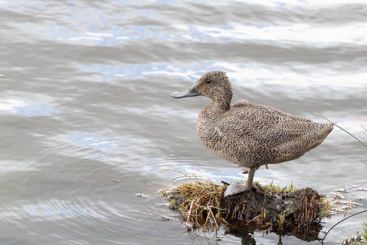 Freckled Duck - ML609335656
