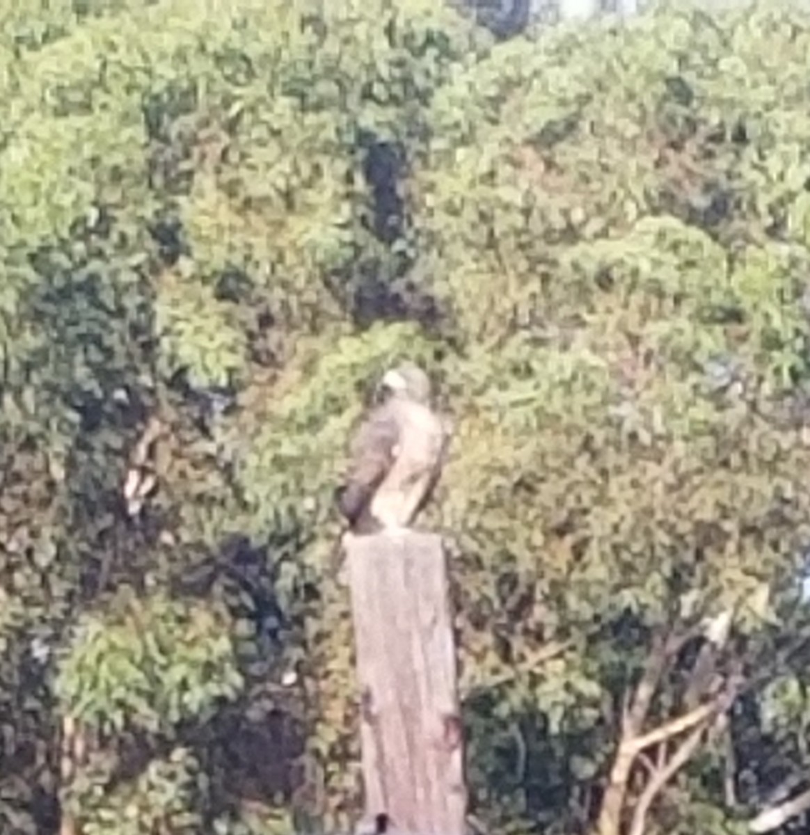 Red-tailed Hawk - ML609335671