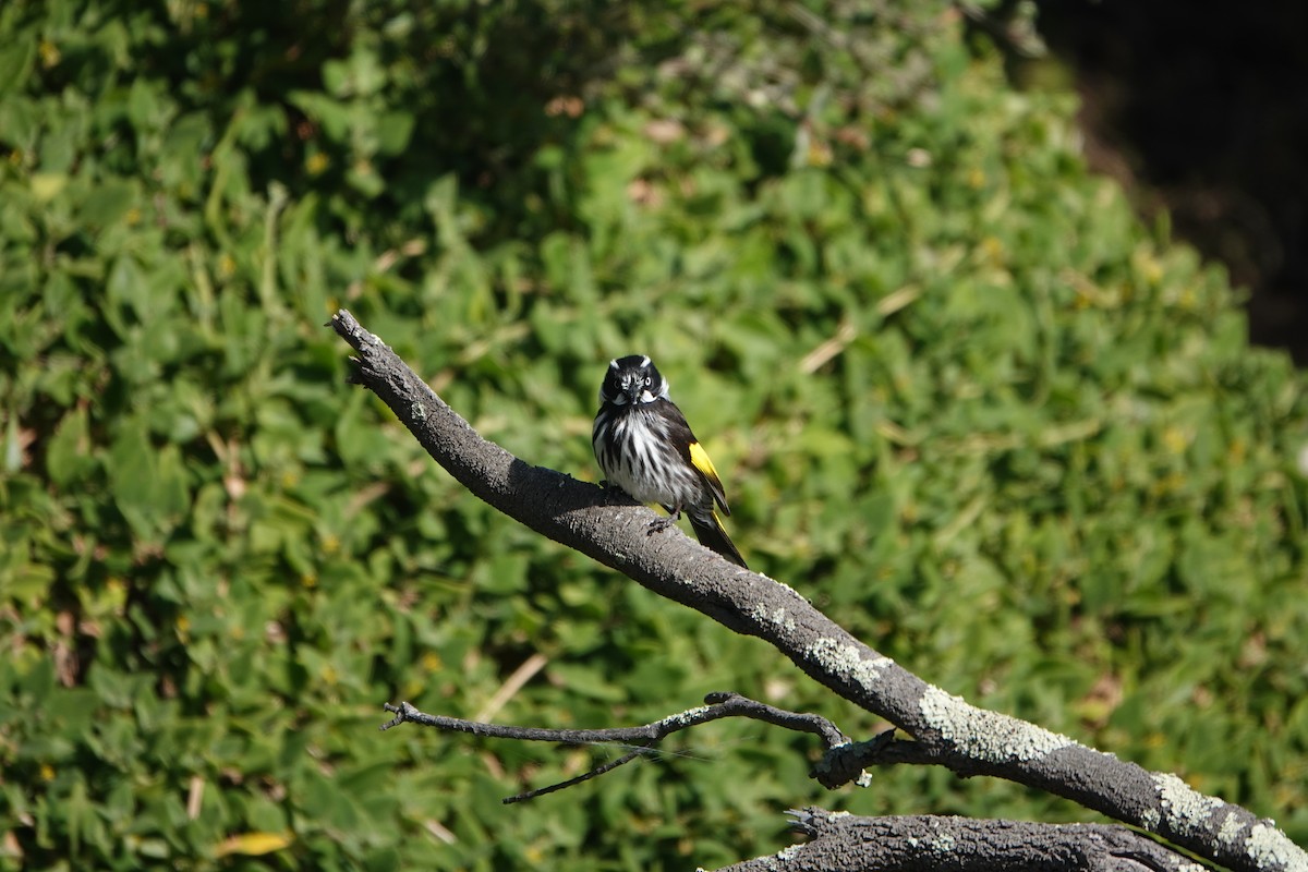 New Holland Honeyeater - ML609335679