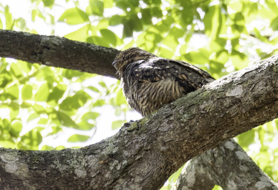 Lesser Nighthawk - ML609335696