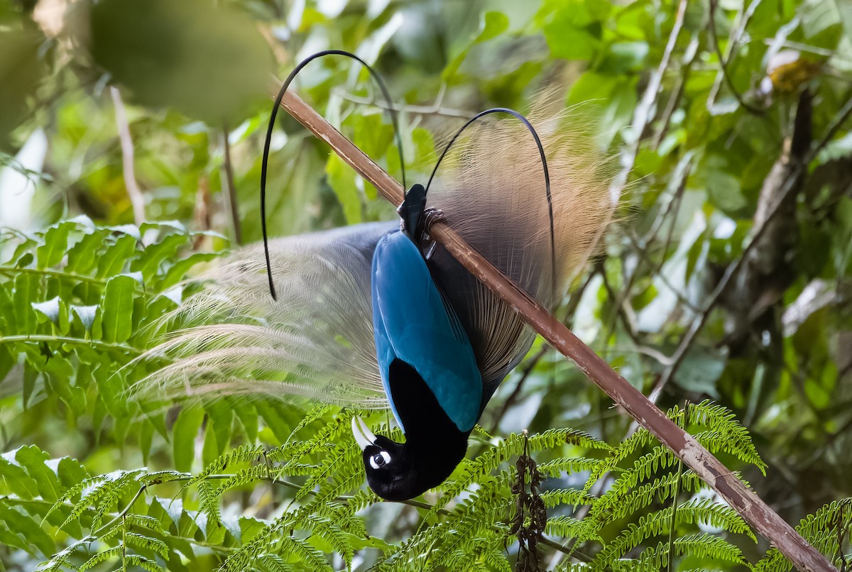 Blue Bird-of-Paradise - ML609335705