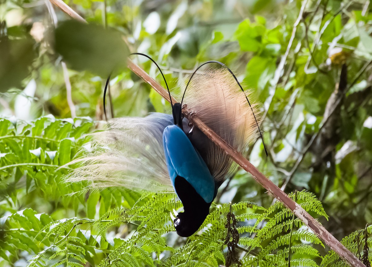 Blue Bird-of-Paradise - ML609335706