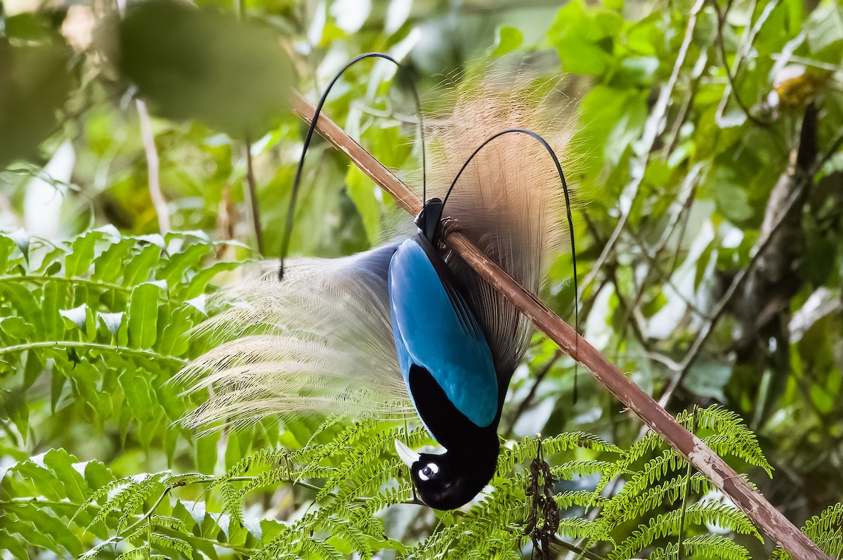 Blue Bird-of-Paradise - ML609335707