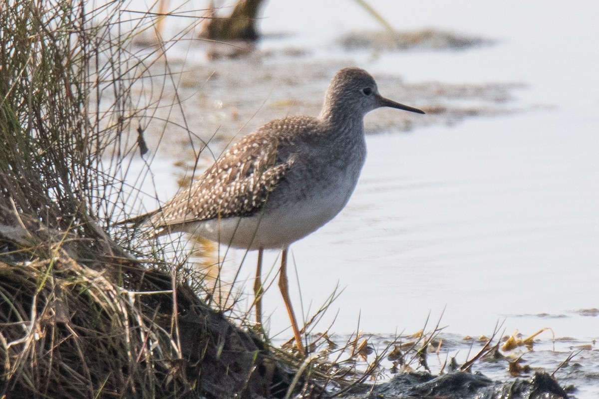 Lesser Yellowlegs - ML609335715