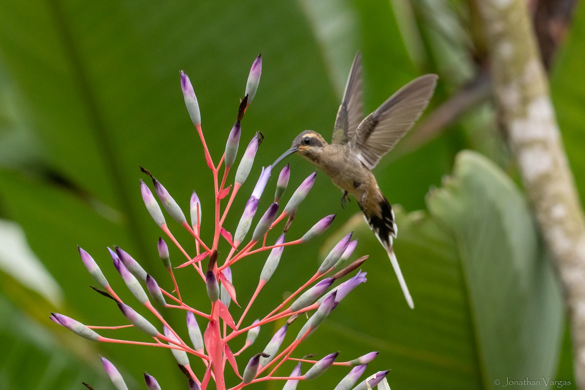 Mexican Hermit (Jalisco) - ML609335718