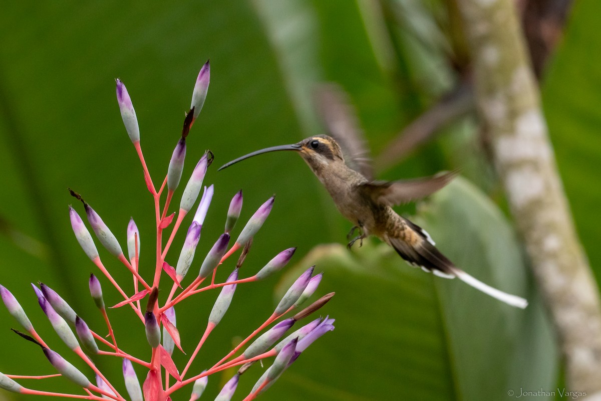 Meksika Hermiti (griseoventer) - ML609335719