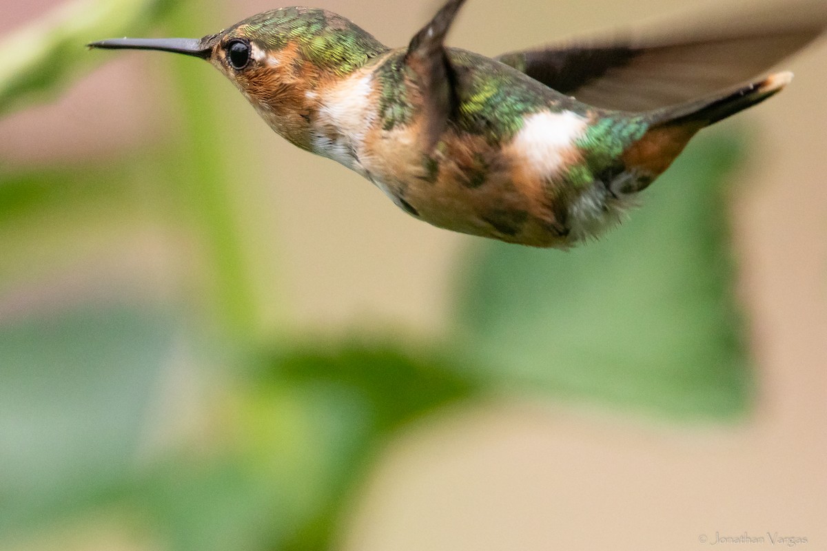 Colibri zémès - ML609335792