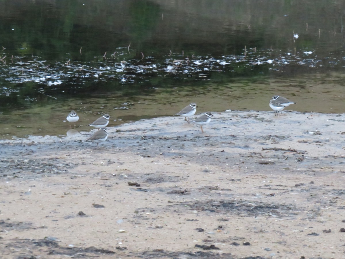 Semipalmated Plover - ML609335938