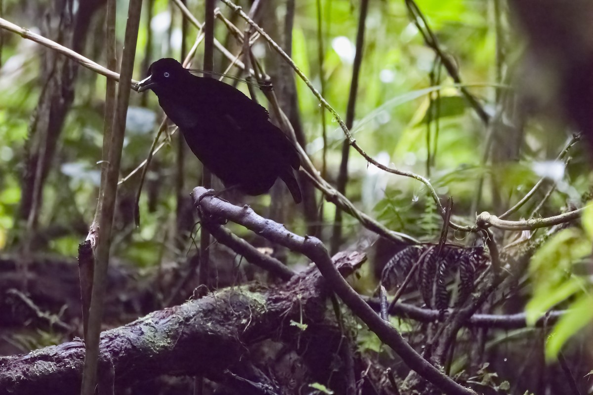 Lawes's Parotia - ML609335968