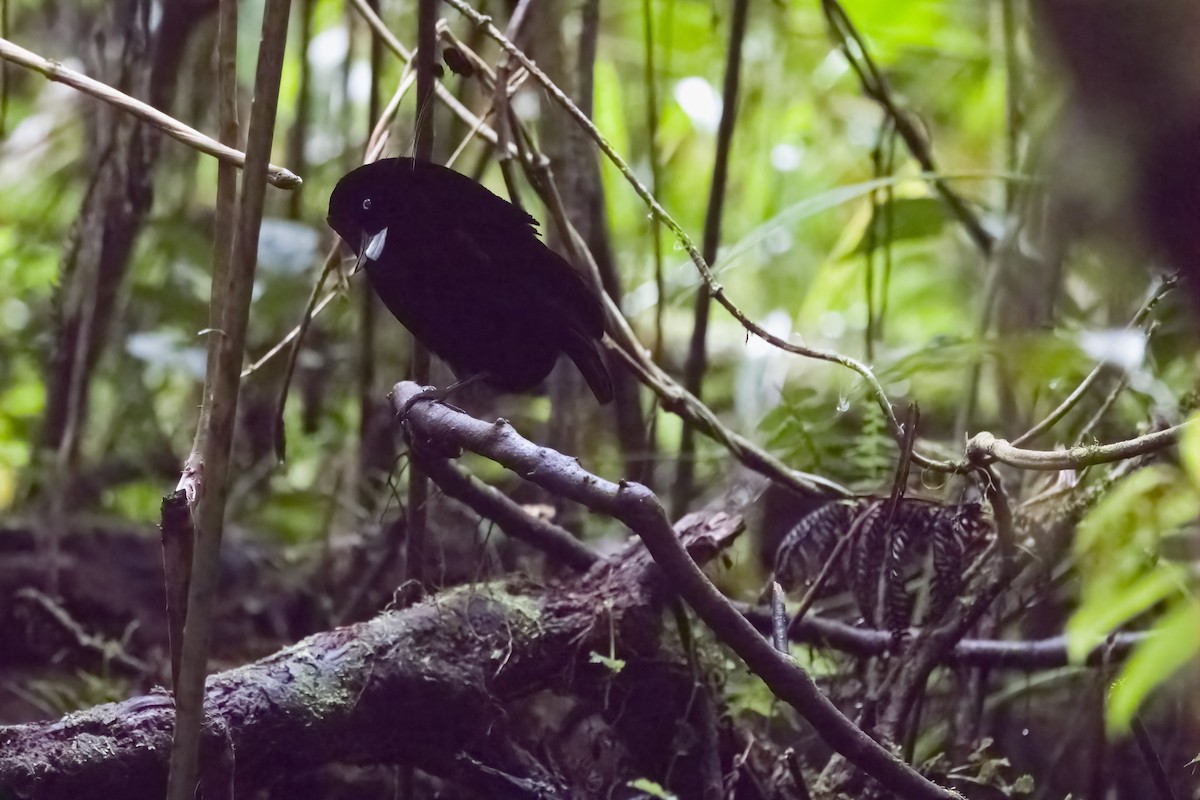 Lawes's Parotia - ML609335969