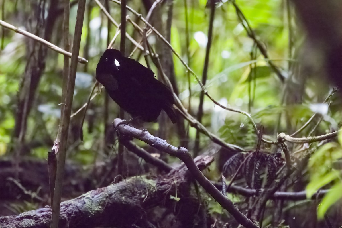 Lawes's Parotia - ML609335970