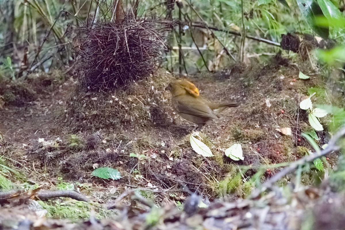 MacGregor's Bowerbird - ML609336046