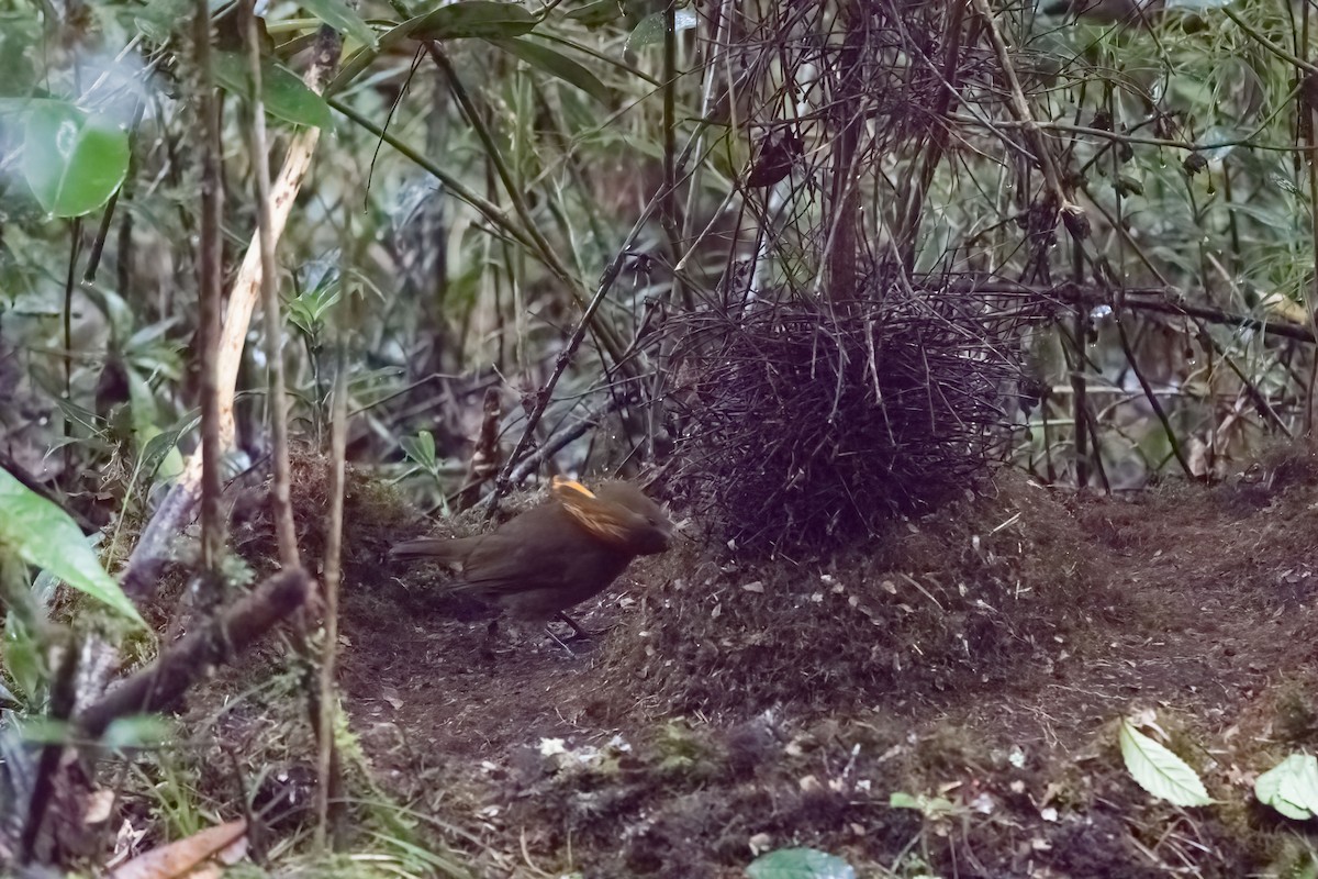 MacGregor's Bowerbird - Chris Barnes