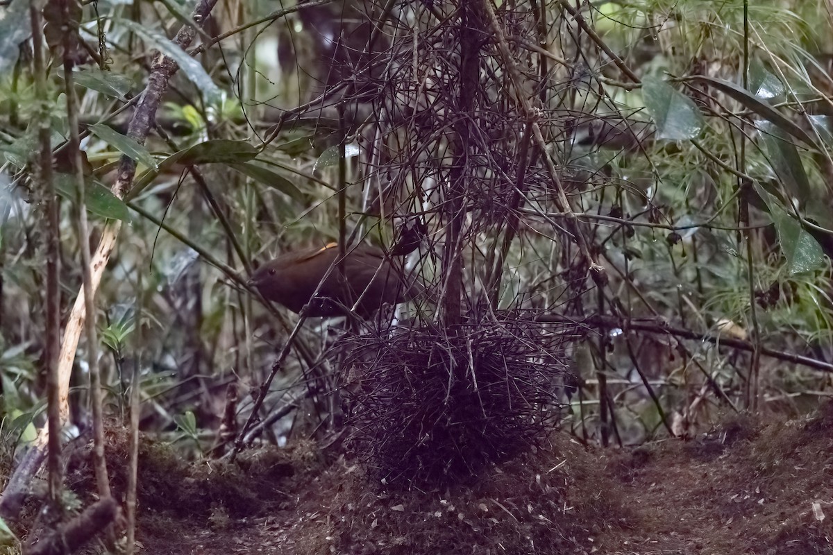 MacGregor's Bowerbird - ML609336049