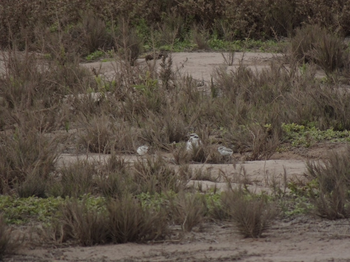 Snowy Plover - Amparo Briceño