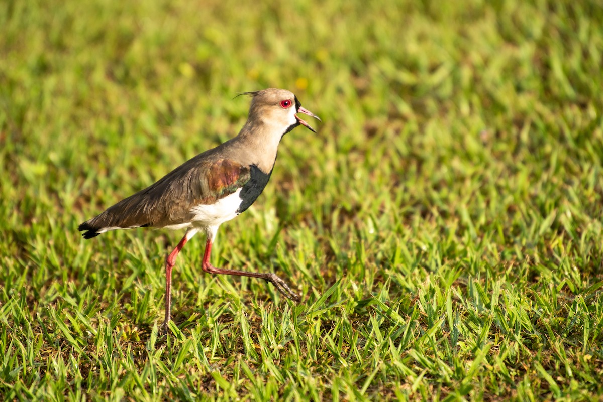 Southern Lapwing - Brent Reed