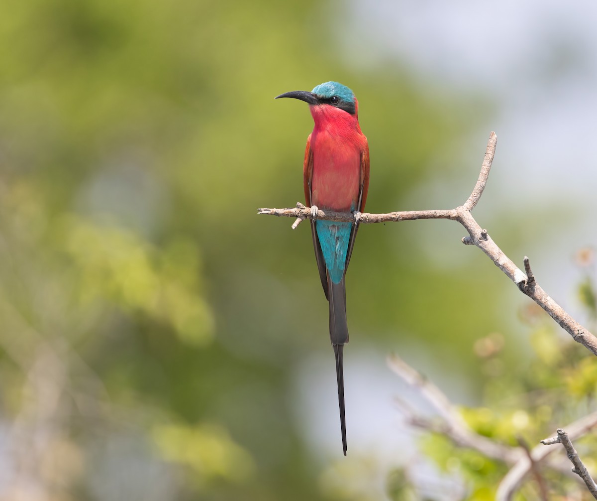 Southern Carmine Bee-eater - ML609336123