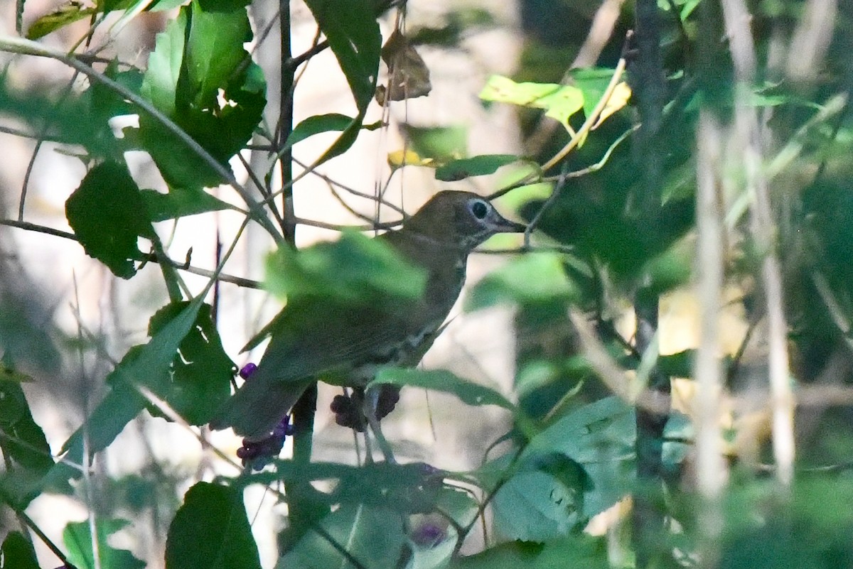 Wood Thrush - ML609336164