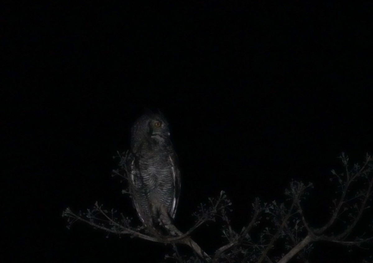 Great Horned Owl - ML609336244