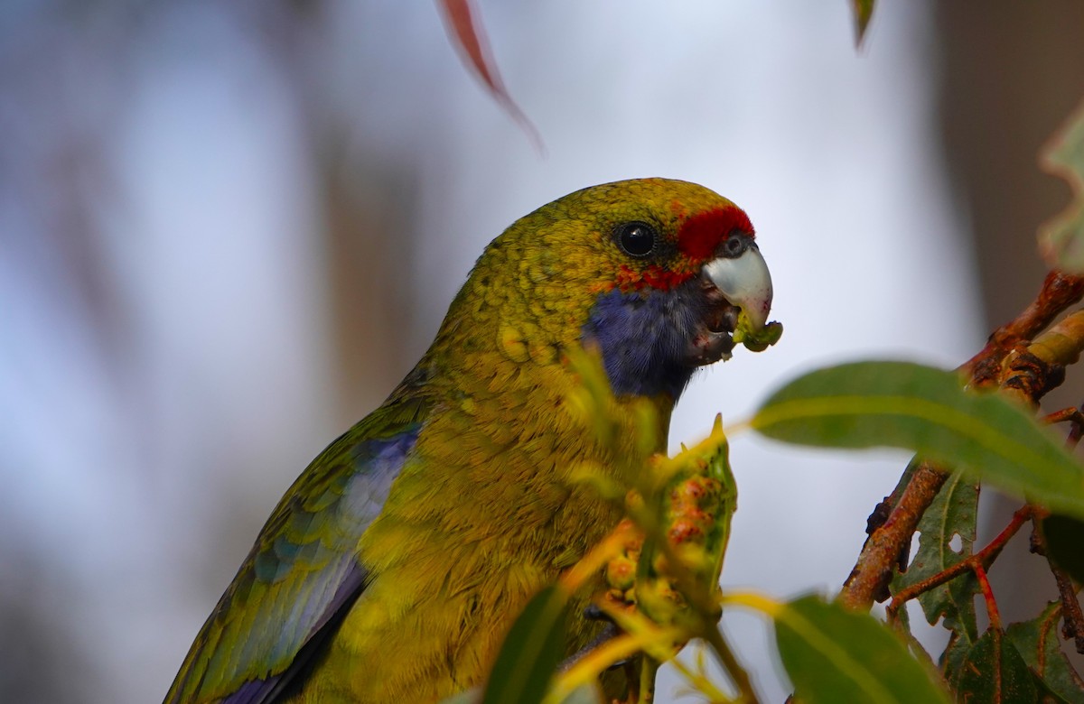 Green Rosella - ML609336250