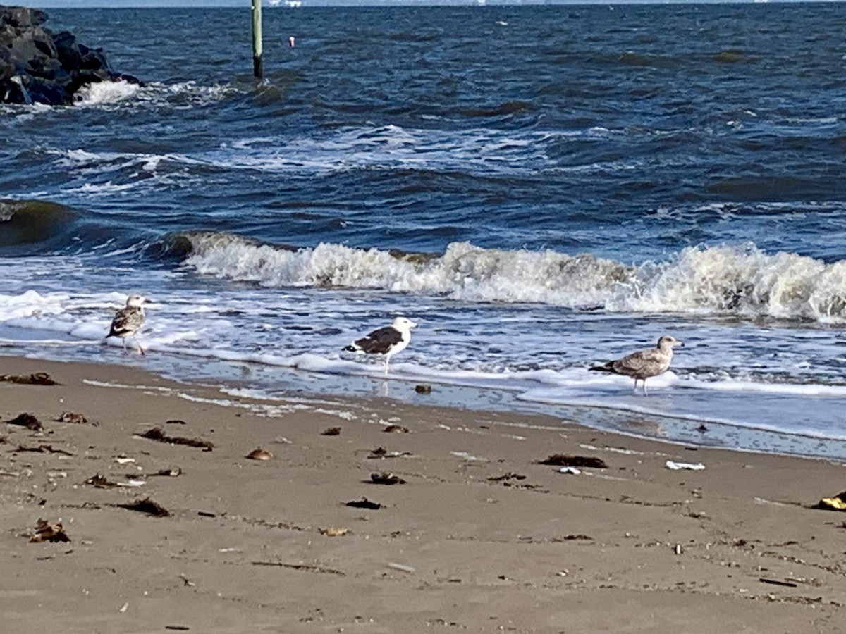 Great Black-backed Gull - Carolann Murphy