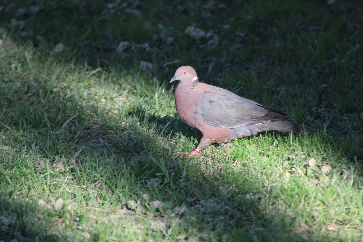 Chilean Pigeon - ML609336320