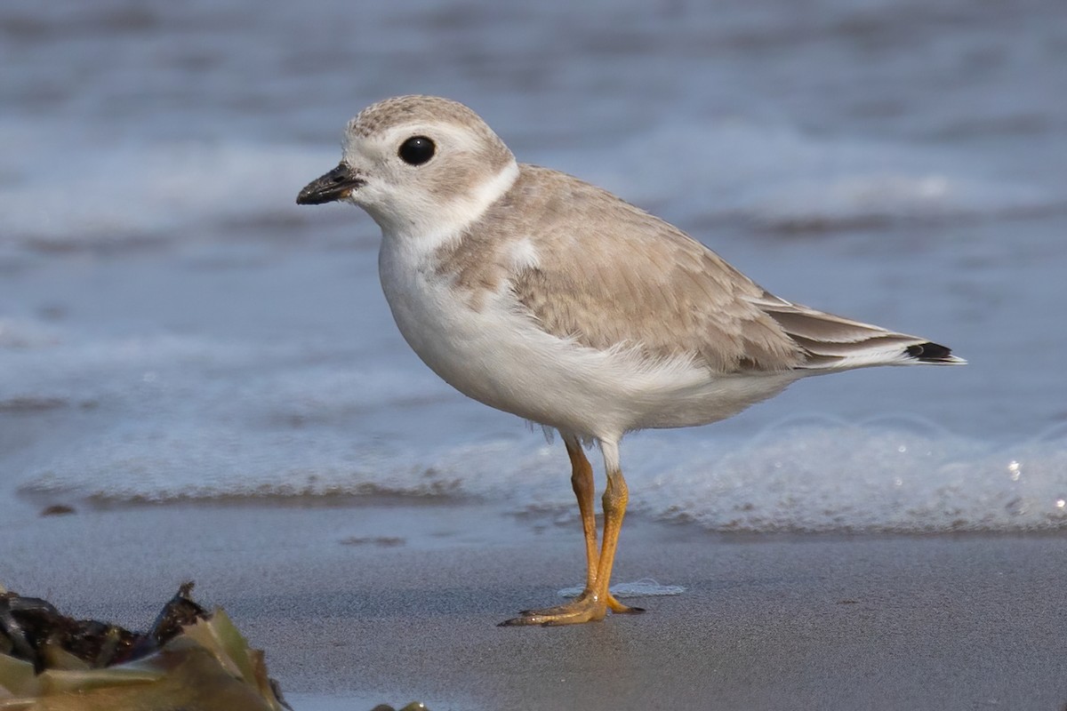 Piping Plover - ML609336350