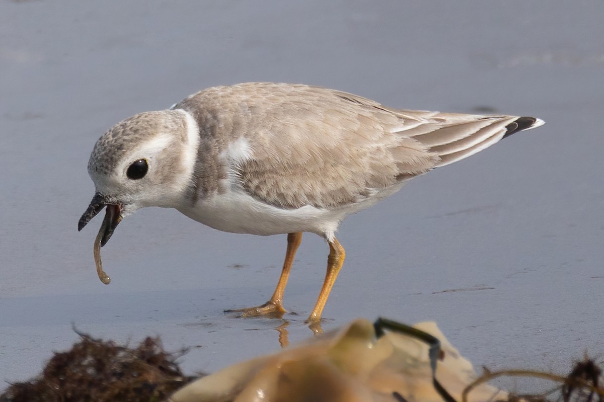 Piping Plover - ML609336351