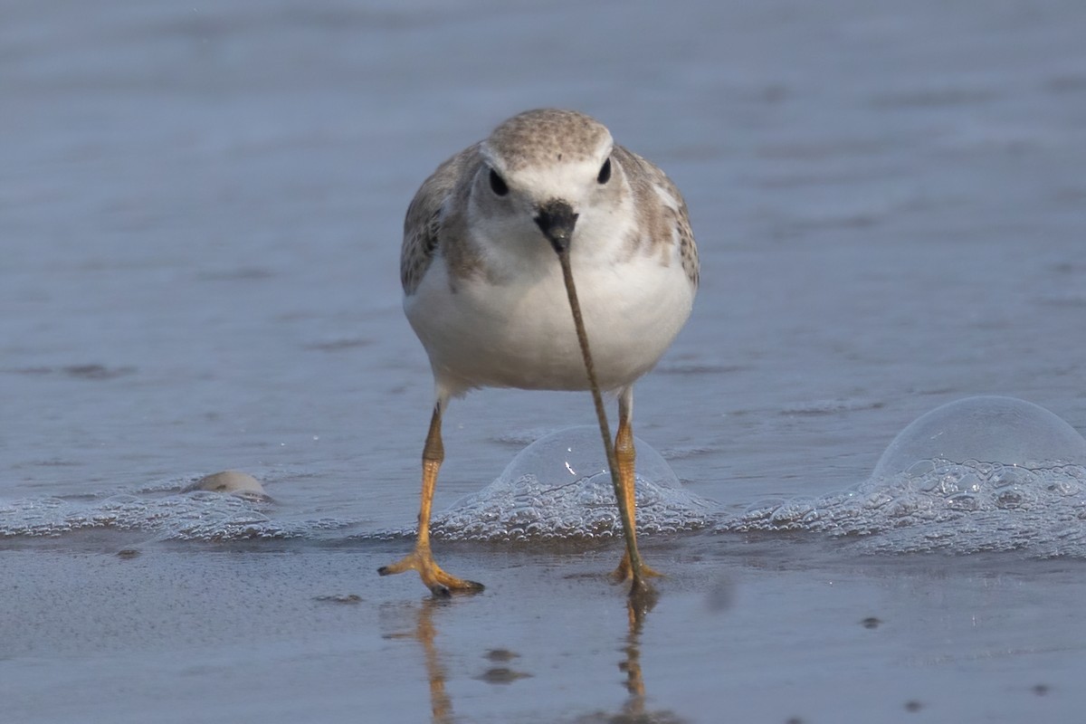 Piping Plover - ML609336353